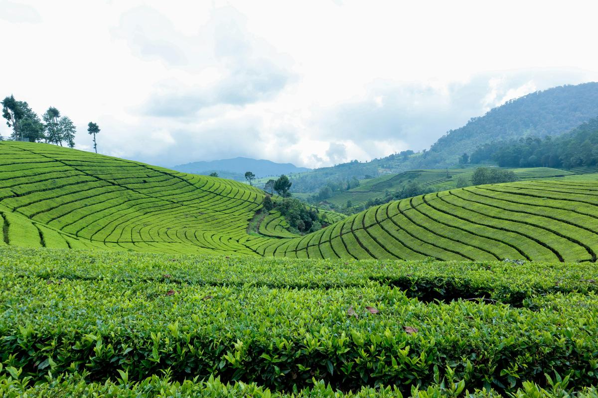 Lush green tea plantation