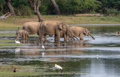 Elephant in a Sri Lankan national park