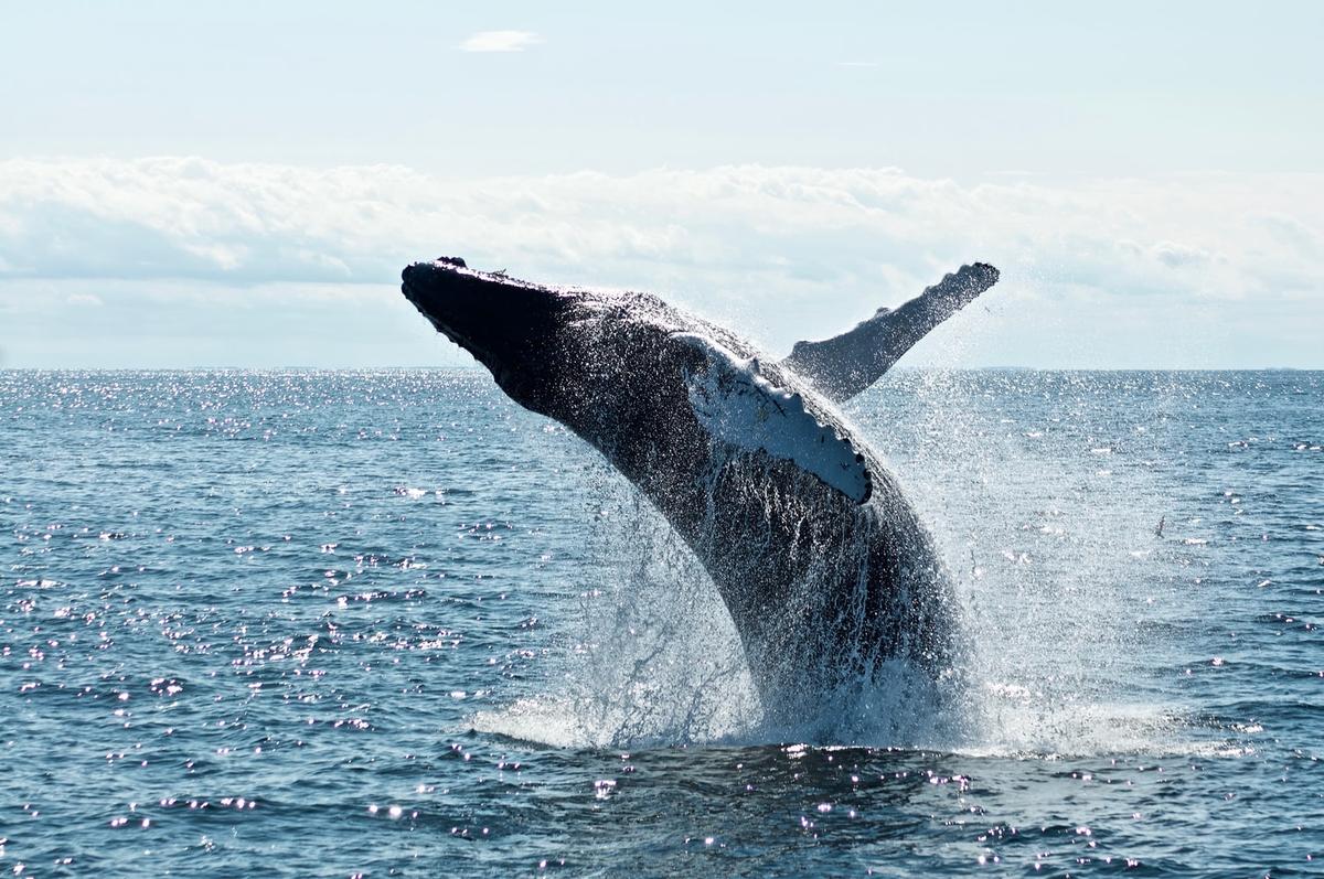 Whale watching boat in Mirissa