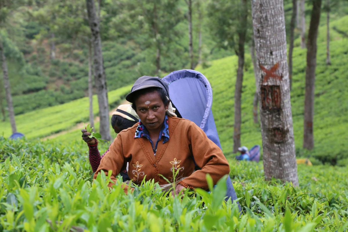 Tea pickers in a plantation