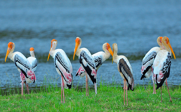 A flock of birds in Bundala National Park
