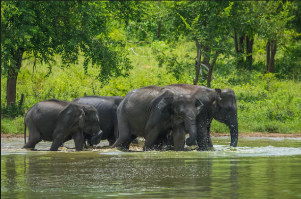 Elephant herd in Udawalawe