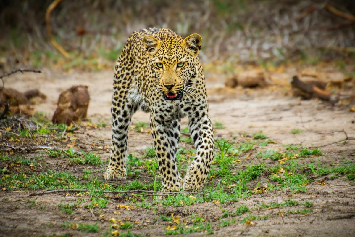 Leopard in Yala National Park