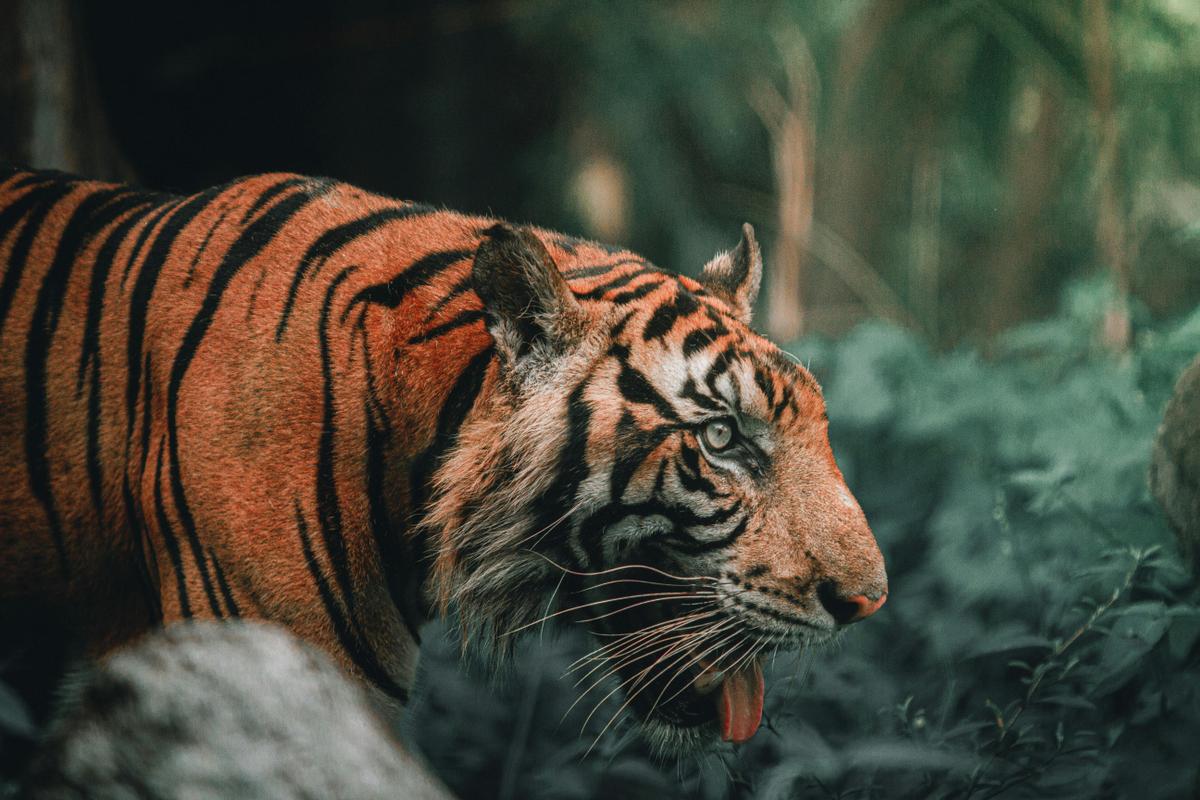 Wildlife Wonders