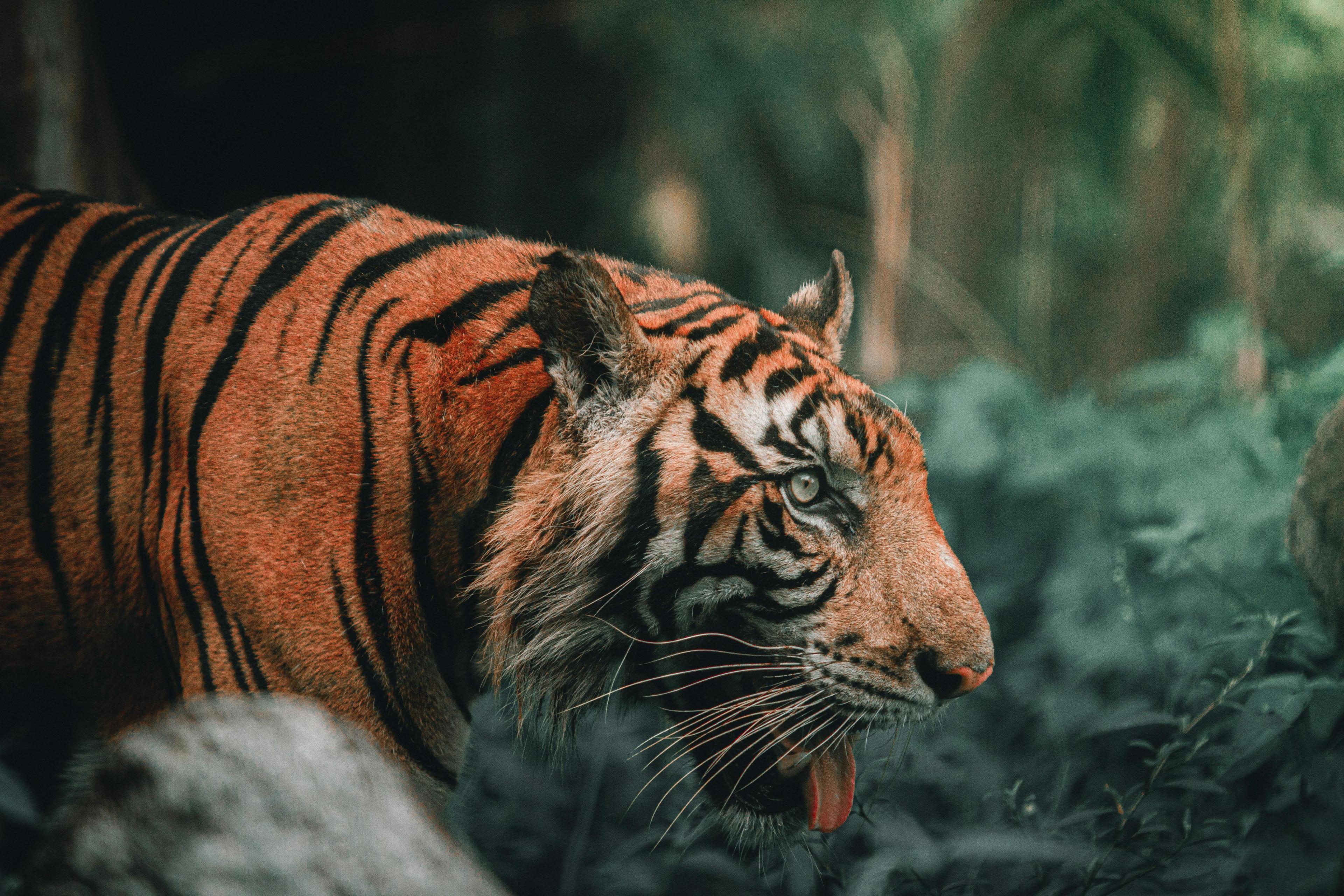 Wildlife Wonders